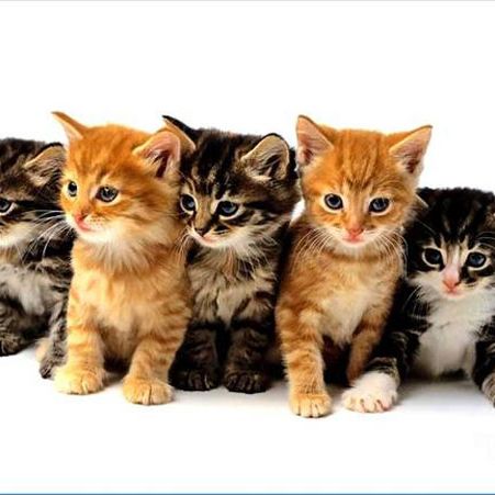 Here's a kitty, there's a kitty, and another little kitty, fuzzy kitty, funny kitty, kitty, kitty, MOM!