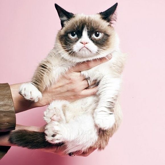 Have you ever looked upon the internet’s favorite furry creatures and wondered which feline personality was just like your own? Your wondering may finally cease - find out which celebrity cat is your animal-esque doppelgänger right MEOW!