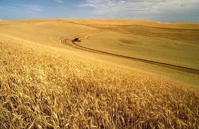 Are you gluten-free? Because a lot of gluten-free people actually have no idea what gluten is...