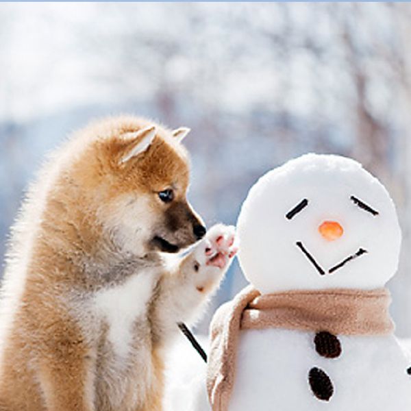 Take this ADORABLE quiz, it might surprise you!