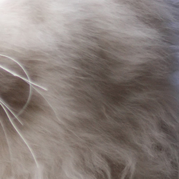 Have you ever looked upon the internet’s favorite furry creatures and wondered which feline personality was just like your own? Your wondering may finally cease - find out which celebrity cat is your animal-esque doppelgänger right MEOW!