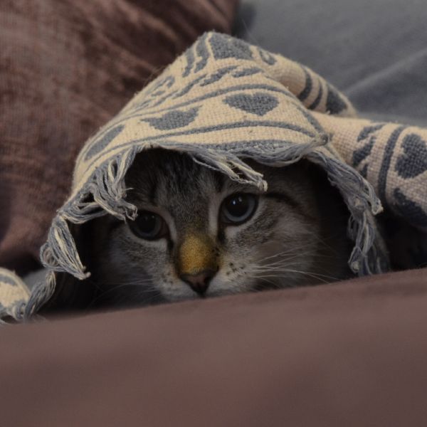 Poop is the one thing that unites us all. Whether you’re newly born or sprouting a few grey hairs, whether you have fins for legs or a fluffy tail - what we do on the loo is a universal experience for all creatures on this earth.