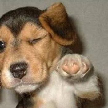 Take this ADORABLE quiz, it might surprise you!