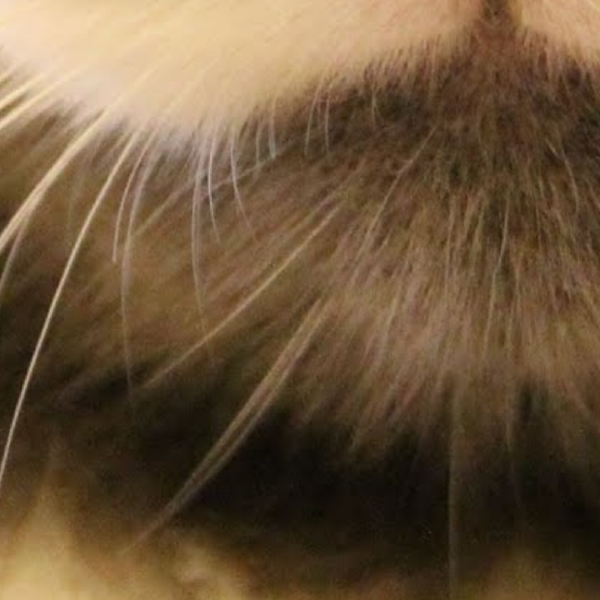 Have you ever looked upon the internet’s favorite furry creatures and wondered which feline personality was just like your own? Your wondering may finally cease - find out which celebrity cat is your animal-esque doppelgänger right MEOW!