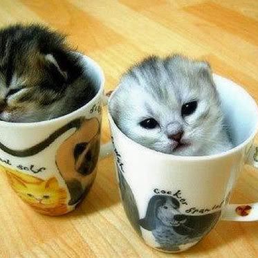 Here's a kitty, there's a kitty, and another little kitty, fuzzy kitty, funny kitty, kitty, kitty, MOM!