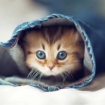 Take this ADORABLE quiz, it might surprise you!