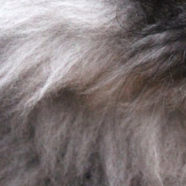 Have you ever looked upon the internet’s favorite furry creatures and wondered which feline personality was just like your own? Your wondering may finally cease - find out which celebrity cat is your animal-esque doppelgänger right MEOW!