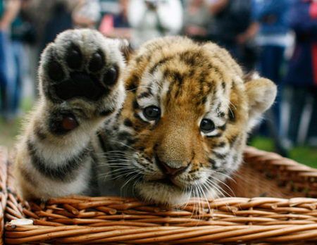 What's Your Horoscope For The 2016 Chinese Lunar New Year? Take this quiz and find out today!