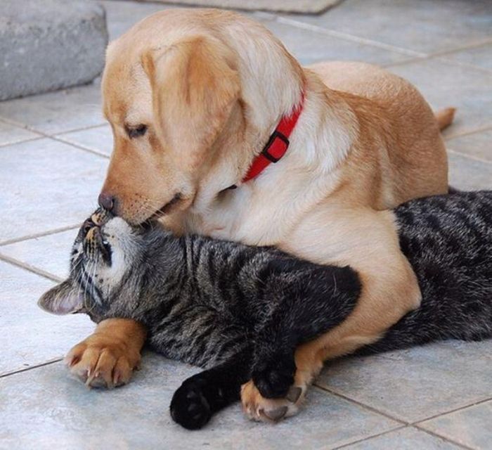 Forget about being a cat person or a dog person, are you actually a cat or a dog? Do you enjoy coughing up hairballs or smelling other people’s butts? Find out if you’re really a cat or a dog!
