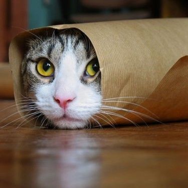 Here's a kitty, there's a kitty, and another little kitty, fuzzy kitty, funny kitty, kitty, kitty, MOM!